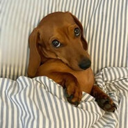 dachshundsausage