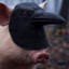 Crowingpig