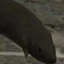 Halo 3 Rat