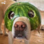 melon dog