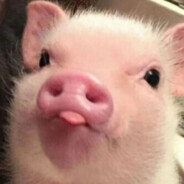 无敌超级大野猪