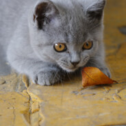 超级无敌帝皇侠