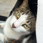 Luca