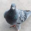 Pidgeon