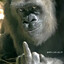 LeoneL