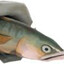 fishyboi