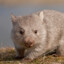 Fluffy Wombat