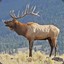 a tremendous elk