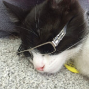 补药再玩Roguelike了