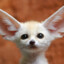 Fennec fox