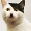 Ada Kitler