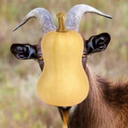 SquashGoat