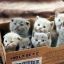 A_box_of_Kittens