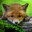 RotFuchs