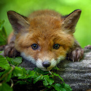 RotFuchs