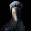 Shoebill