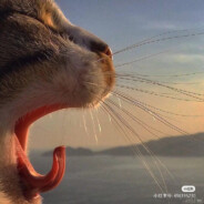 直视我！崽种！