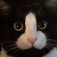 戳了，极霸🐱嘛