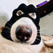 打了他就不能打我了喔