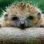 OG_hedgedog