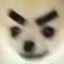 天龙鱼狗