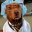 DOGTOR