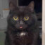 Madame_Le_Floof