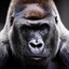 GorillaGuru64