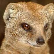 Mad_Mongoose