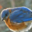 Bleubird