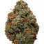 OG KUSH