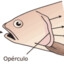 Opérculo Branquial