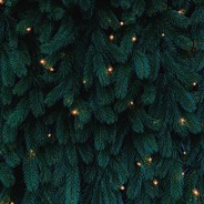 星星月亮你随便挑