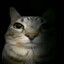 hau miau ϟ