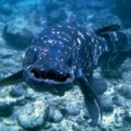 Coelacanth