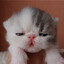 shehui chengxin hua wei&lt;333