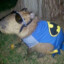 Bat Bara
