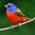 Oiseau