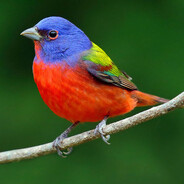 Oiseau