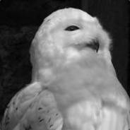 WhiteOwl