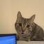 Rigel