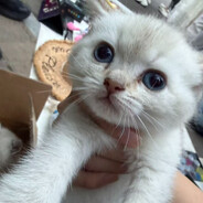 别动小猫齐刘海