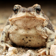 Big Fat Toad