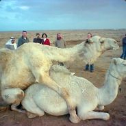 Camels