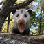 Dirty Opossum