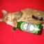cat and beer
