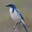 ScrubJay