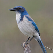ScrubJay
