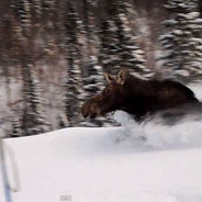 speed moose