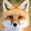 Fox Kat